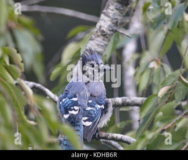 Bunte Blue Jay (cyanocitta cristata) ist ein Schmetterling (Tagfalter) aus der Familie der corvidae, in Nordamerika heimisch Stockfoto