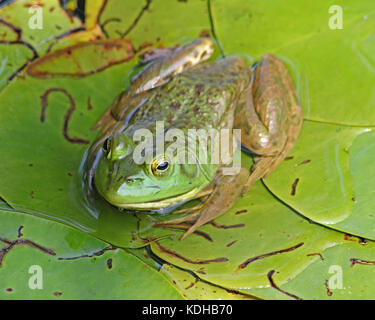 Nahaufnahme von einem großen grünen Bullfrog (lithobates catesbeianus) ruht auf Grün überlappende Lily Pads. Stockfoto