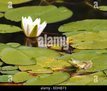 Hübsche weiße Lilie und einem bullfrog auf den Seerosenblättern. Seiten wie diese umfasste den gesamten Teich an trustom Park in Rhode Island Stockfoto