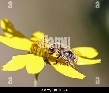 Östlichen Hummel bei der Arbeit sammeln Pollen aus einem großen gelben Blume Stockfoto