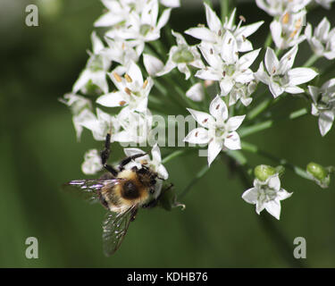 Nahaufnahme von Bumble Bee Pollen sammeln Bei der Arbeit auf einem hübschen rosa Sedum blühende Pflanze Stockfoto