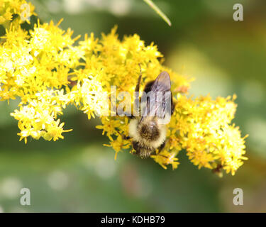 Hummel auf hübschen gelben Goldrute Wildblumen, die tatsächlich essbar sind Stockfoto