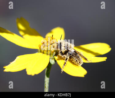 Hummeln haben Taschen an den Beinen für die Lagerung von Pollen und manchmal so, als ob sie Rollen in den gelben Pollen wurden suchen Stockfoto