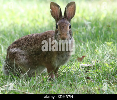 Überrascht östlichen Cottontail rabbit im Gras Stockfoto