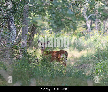 Weißwedelhirsche fawn durch den Wald auf der Suche hat Es ist immer noch weiße Flecken in einem Monat oder so, bevor es Fell wendet sich an eine grau-braun für den Winter. Stockfoto