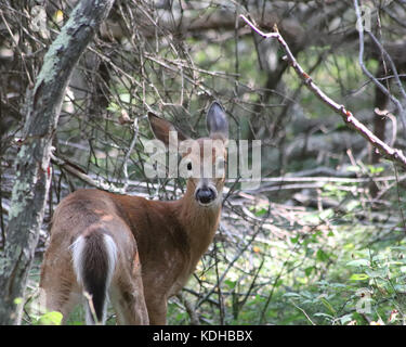 White-tailed Liebe schaut über die Schulter in Richtung Wanderer auf einem Trail in trustom Pond National Wildlife Refuge in South Kingstown, Rhode Island Stockfoto