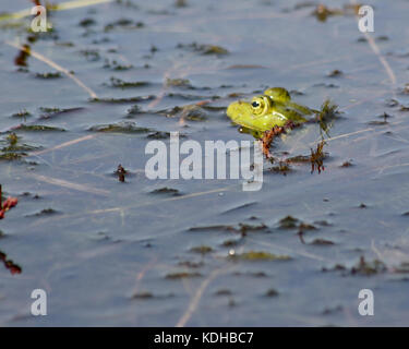 Große grüne Bullfrog (lithobates catesbeianus) Schwimmen in der Lagune Stockfoto