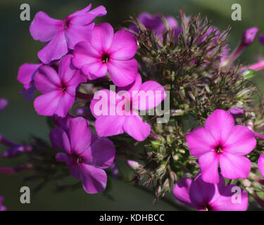 Schönen lila Garten Phlox ist ein Nordamerikanisches mehrjährig Stockfoto