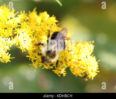 Solidago Anlage (goldrute) mit bumble bee closeup Stockfoto