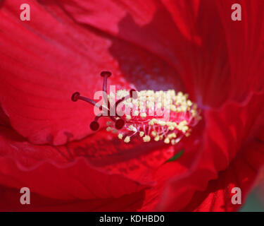 Nahaufnahme von der Innenseite der Hibiscus moscheutos auch bekannt als Rose mallow oder Sumpf Mallow Stockfoto
