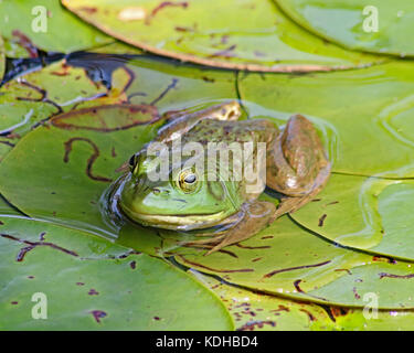 Bullfrogs kann in der Länge von 3,5 bis 8 Zoll Reichweite und sind häufig in Nordamerika Stockfoto