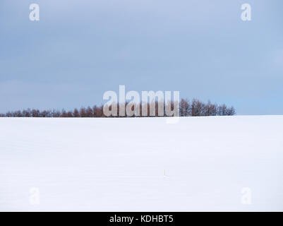 Baumreihe im Seven Stars Tree Area, Biei, Hokkaido, Japan, im Winter Stockfoto