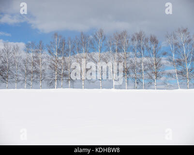 Baum der sieben Sterne in Biei, Hokkaido, Japan, im Winter Stockfoto