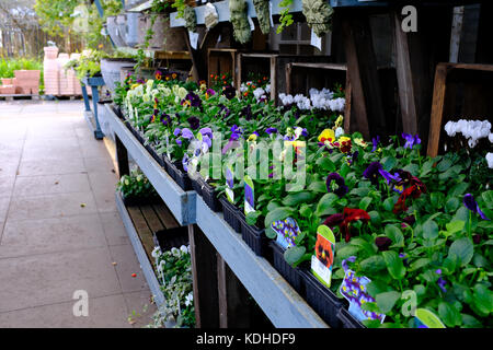 Morden Halle Garten Center Stockfoto