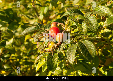 Großen unreifen Hüfte der Tea Rose auf einem Zweig close-up Stockfoto