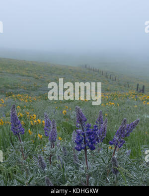 Blaue Lupine und Arrowleaf Balsamroot im Nebel Stockfoto