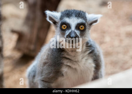 Nahaufnahme von einem Ring tailed Lemur gefangen in einer Familie Zoo mit Schwerpunkt auf den Augen und Blick Stockfoto