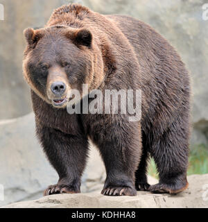 Männliche Grizzly bear (ursos arctos) Closeup Portrait Stockfoto