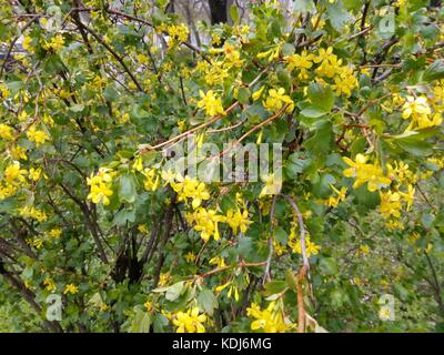 Federbuchse besetzt mit kleinen gelben Blumen unter grünen Blättern Stockfoto