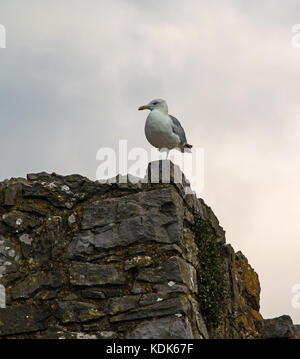 Eine einbeinige Sturmmöwe Stockfoto