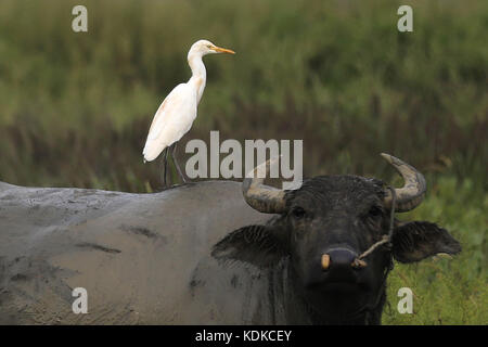 Huai'an. Oktober 2017. Das Foto vom 13. Oktober 2017 zeigt einen Reiher, der auf dem Rücken eines Rinderkopfes am Longquan Lake im Xuyi County der Stadt Huai'an in der ostchinesischen Provinz Jiangsu steht. Quelle: Zhou Haijun/Xinhua/Alamy Live News Stockfoto