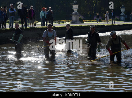 München, Deutschland. Oktober 2017. Fischer stehen während der traditionellen Fischerei im Nymphenburger Kanal in München, Deutschland, 14. Oktober 2017. Die Fische, meist Karpfen, sind danach zum Verkauf erhältlich. Angelika Warmuth/dpa/Alamy Live News Stockfoto