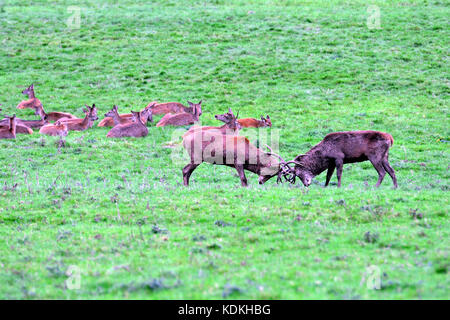 Bristol, UK. 14 Okt, 2017. de Wetter, ein Abend Anzeige von Rotwild Brunft bei Ashton Hof Immobilien in Bristol/alamylive/news Credit: Robert timoney/alamy leben Nachrichten Stockfoto