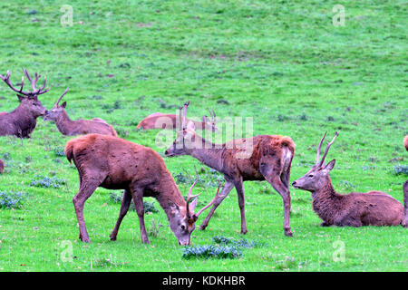 Bristol, UK. 14 Okt, 2017. de Wetter, ein Abend Anzeige von Rotwild Brunft bei Ashton Hof Immobilien in Bristol/alamylive/news Credit: Robert timoney/alamy leben Nachrichten Stockfoto