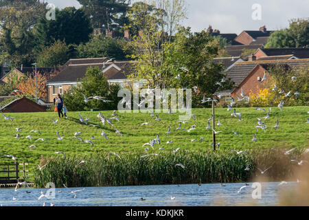 Melton Mowbray, UK. 14. Oktober, 2017: Herde der schwarzen Leitung gull zurück zu Ihrer jährlichen Winter Futterplatz, genossen die Besucher, wie sie um die Park See Spaziergang beobachten das Sonnenlicht reflektieren, wie Möwen Fisch. Credit: clifford Norton/alamy leben Nachrichten Stockfoto