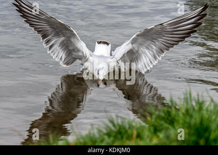 Melton Mowbray, UK. 14. Oktober, 2017: Herde der schwarzen Leitung gull zurück zu Ihrer jährlichen Winter Futterplatz, genossen die Besucher, wie sie um die Park See Spaziergang beobachten das Sonnenlicht reflektieren, wie Möwen Fisch. Credit: clifford Norton/alamy leben Nachrichten Stockfoto