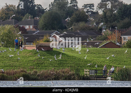 Melton Mowbray, UK. 14. Oktober, 2017: Herde der schwarzen Leitung gull zurück zu Ihrer jährlichen Winter Futterplatz, genossen die Besucher, wie sie um die Park See Spaziergang beobachten das Sonnenlicht reflektieren, wie Möwen Fisch. Credit: clifford Norton/alamy leben Nachrichten Stockfoto