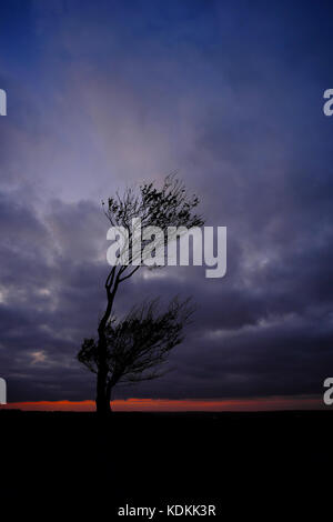 Bedfordshire, Großbritannien. 14. Oktober 2017, UK Wetter, Dunkle bedrohliche Wolken bei Sonnenuntergang Drift über einen windigen Baum in der Chiltern Hills, Bedfordshire, England Großbritannien Stockfoto