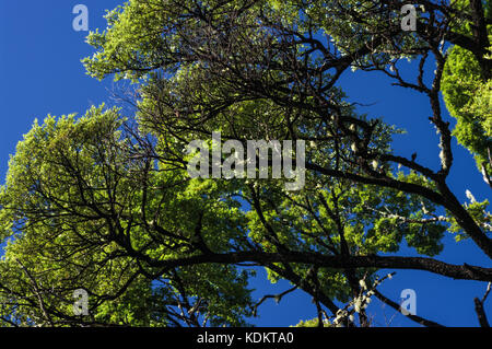 Holzkohle Baum der schwarze Baum verzweigt sich gegen die grüne Blätter und den klaren, blauen Himmel stand Stockfoto