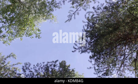 Sonnenstrahlen in einem grünen Wald im Frühling. Der Rand der Bäume im Wald im Sommer. Waldrand, Sommertag. Stockfoto