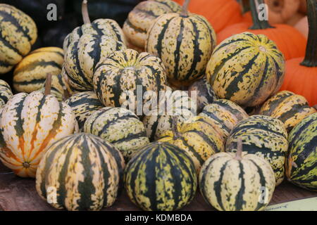 Ein süßer Knödelkürbis auf einem Bauernmarkt. Stockfoto