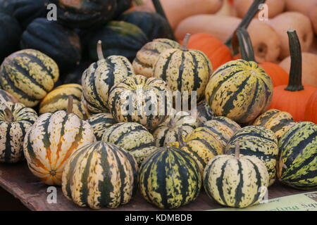 Ein süßer Knödelkürbis auf einem Bauernmarkt. Stockfoto