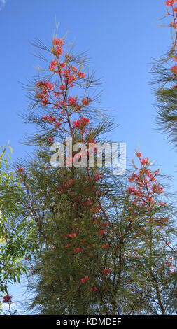 Rosa/Rot Blume der grevillea 'Eleganz', eine australische einheimische Pflanze Stockfoto