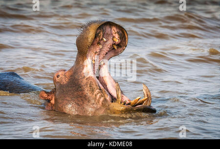 Hippo mit Mund weit geöffnet mit territorialen Gähnen zeigen große Zähne. st. Lucia, Südafrika Stockfoto