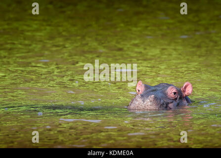 Fröhlich-suchen cute hippo Kalb schwimmen im grünen Wasser. st. Lucia, Südafrika Stockfoto