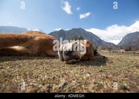 Esel ist das Schlafen auf dem Gras Stockfoto