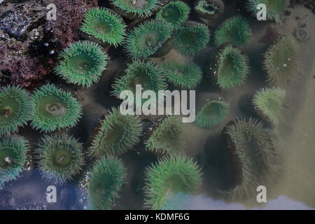 Eine Gezeiten- Pool mit Seeanemonen und Muscheln an der Westküste Oregon usa gefüllt Stockfoto