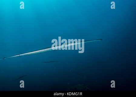 Bluespotted Cornetfish, Fistularia commersonii Rüppell, im Jahr 1838 Kushimoto, Wakayama, Japan Stockfoto