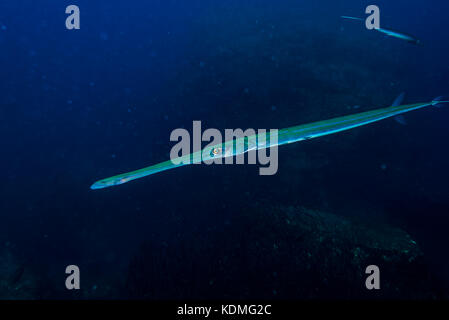 Bluespotted Cornetfish, Fistularia commersonii Rüppell, im Jahr 1838 Kushimoto, Wakayama, Japan Stockfoto