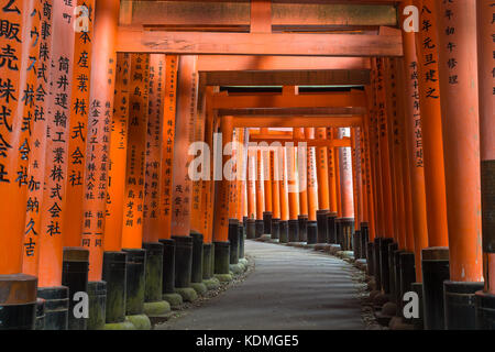 Die vielen Hunderte von torii Gates in der spektakulären fushimi Inari Schrein Stockfoto