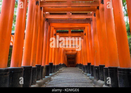 Die vielen Hunderte von torii Gates in der spektakulären fushimi Inari Schrein Stockfoto