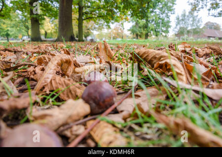 Blatt Einstreu auf dem Boden liegend in Prospect Park, lesen. Stockfoto