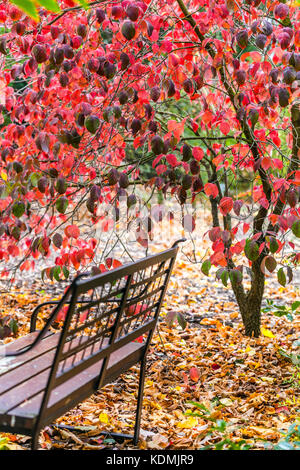 Dogwood Cornus florida Baum Herbst rote Blätter Herbst Gartenbank, dekorative Oktober Garten Laub Herbst Herbstlicher Gartenbaum Cornus florida Baum Stockfoto