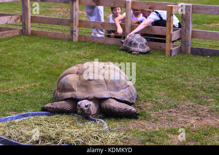 Riesenschildkröte essen Gras Stockfoto