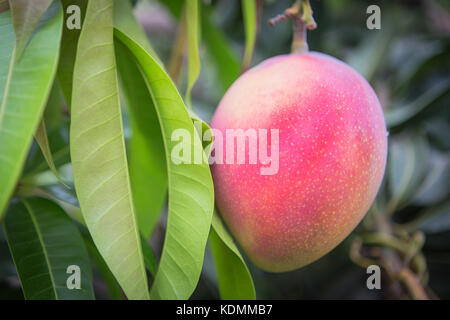 Mango tropischen Frucht am Baum mit grünen Blättern frische Hintergrund Stockfoto