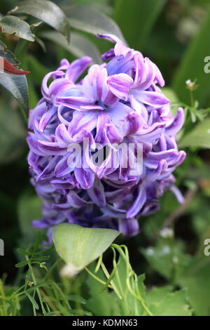 Blau Hyacinthus orientalis wächst aus dem Boden Stockfoto